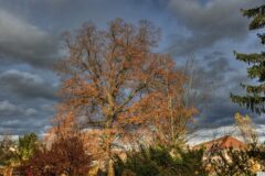 012-10 - ein Lindenbaum